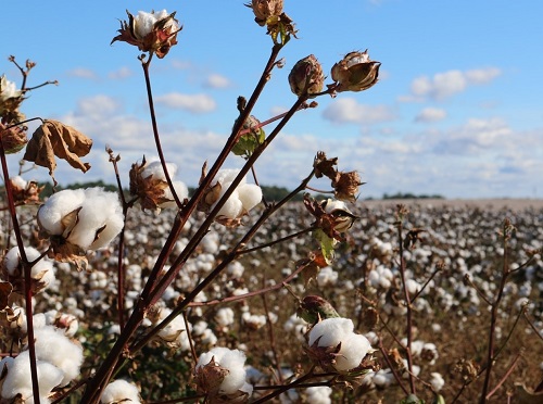 Baumwollfeld