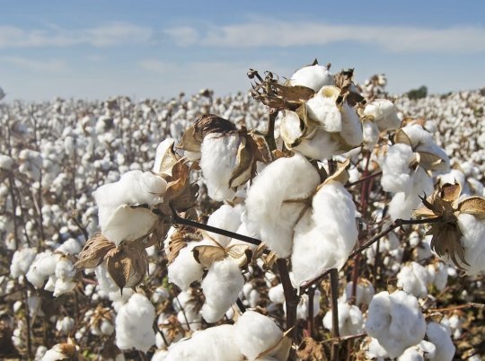 Baumwolle